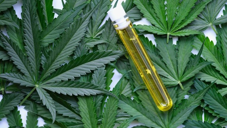 Can CBD Gummies Really Help Boost Mental Wellness? Here’s What You Need to Know