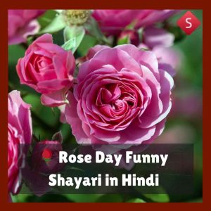 Rose Day Funny Shayari in Hindi
