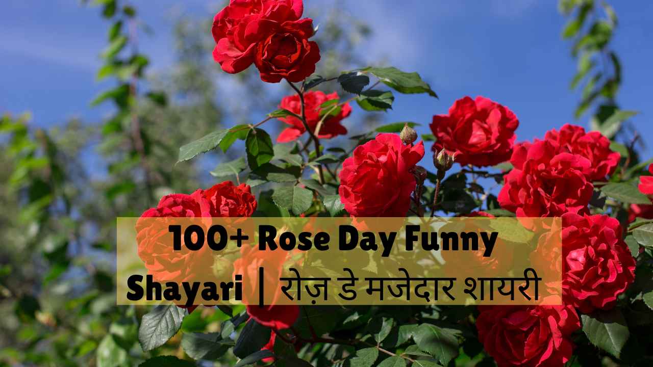 rose day funny shayari​